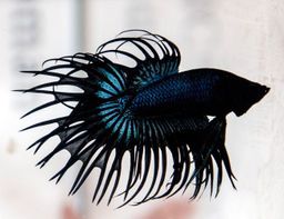 BETTA MALE CROWNTAIL BLACK