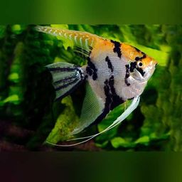 ANGELFISH MARBLE GOLDEN
