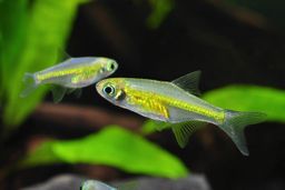 RASBORA KUBOTAI