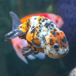 GOLDFISH - RANCHU CALICO HQ