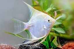 ANGELFISH PLATINUM 