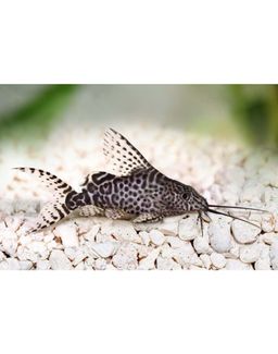 SY0DONTIS FEATHERFIN