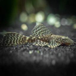 ANCISTRUS BLACK LONGFIN