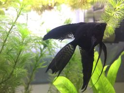 ANGELFISH BLACK VEILTAIL