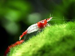 SHRIMP RED RILI