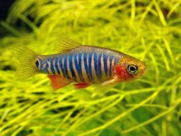 RASBORA MICRO EMERALD