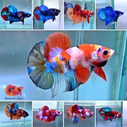 BETTA MALE HALFMOON PLAKAT MIX (NEMO/CANDY/GALAXY)