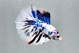 BETTA MALE HALFMOON BLUE WHITE MARBLE