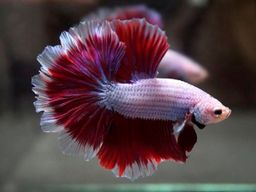 BETTA MALE HALFMOON ROSE TAIL