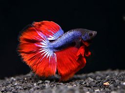 BETTA MALE SUPER DELTA