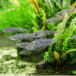 CATFISH THAILAND GLASS