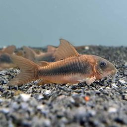 CORYDORAS BRONZE