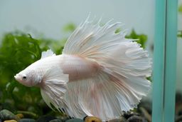 BETTA MALE HALFMOON PLATINUM ELEPHANT EAR