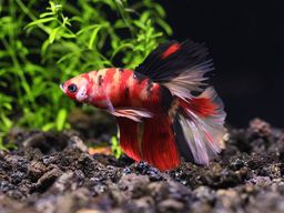 BETTA MALE HALFMOON PLAKAT KOI