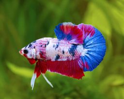 BETTA MALE PLAKAT KOI GALAXY