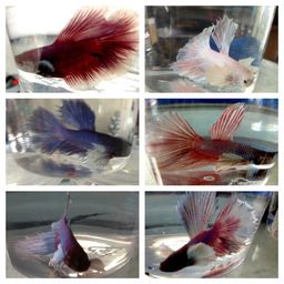BETTA MALE HALFMOON PLAKAT ELEPHANT EAR