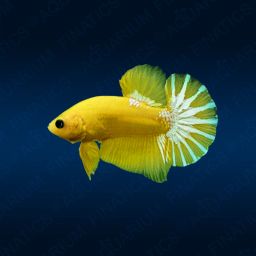 BETTA MALE HALFMOON PLAKAT HELL BOY YELLOW