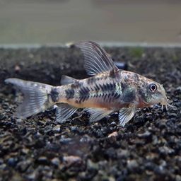 CORYDORAS PEPPER