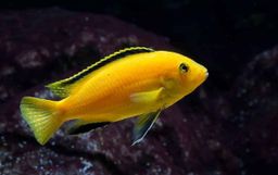 CICHLID AFRICAN PRINCE / YELLOW LAB