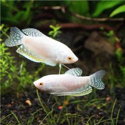 GOURAMI PLATINUM