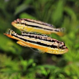 CICHLID AURATUS