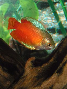GOURAMI DWARF BLOOD RED