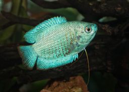 GOURAMI DWARF CORAL BLUE