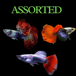 GUPPY MALE ASSORTED DUMBO EAR