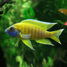 CICHLID PEACOCK YELLOW