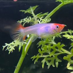 GUPPY FEMALE ASSORTED KOI
