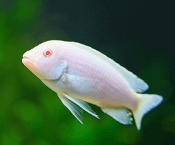 CICHLID SNOW WHITE