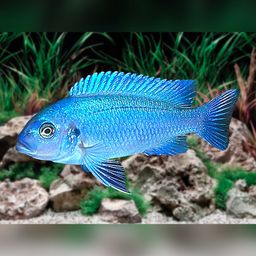 CICHLID COBALT BLUE