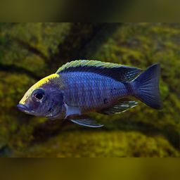 CICHLID PEACOCK SULFURHEAD
