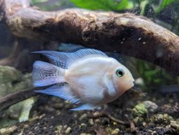 CICHLID PARROT PLATINUM