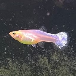 GUPPY FEMALE SNOW WHITE