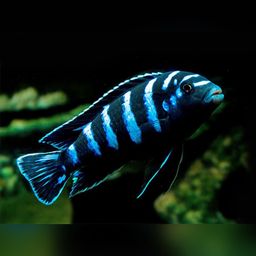 CICHLID DEMASONI