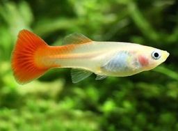 GUPPY FEMALE RED BLONDE