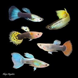 GUPPY MALE ASSORTED TUXEDO