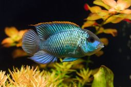 CICHLID ACARA BLUE ELECTRIC