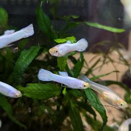 GUPPY MALE SNOW WHITE