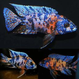 CICHLID PEACOCK OB