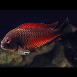 CICHLID TROPHEUS MOORII (RED BAND)