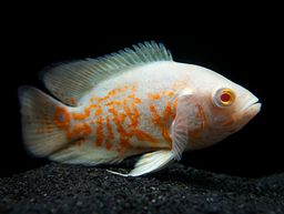 CICHLID OSCAR TIGER ALBINO