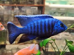CICHLID PEACOCK BLUE