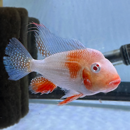 CICHLID GEOPHAGUS HECKELII ALBINO