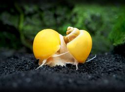 SNAIL APPLE