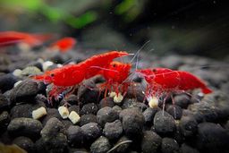 SHRIMP RED