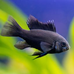 CICHLID RAM BLACK
