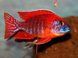 CICHLID PEACOCK RED