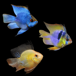 CICHLID RAM ASSORTED BALLOON